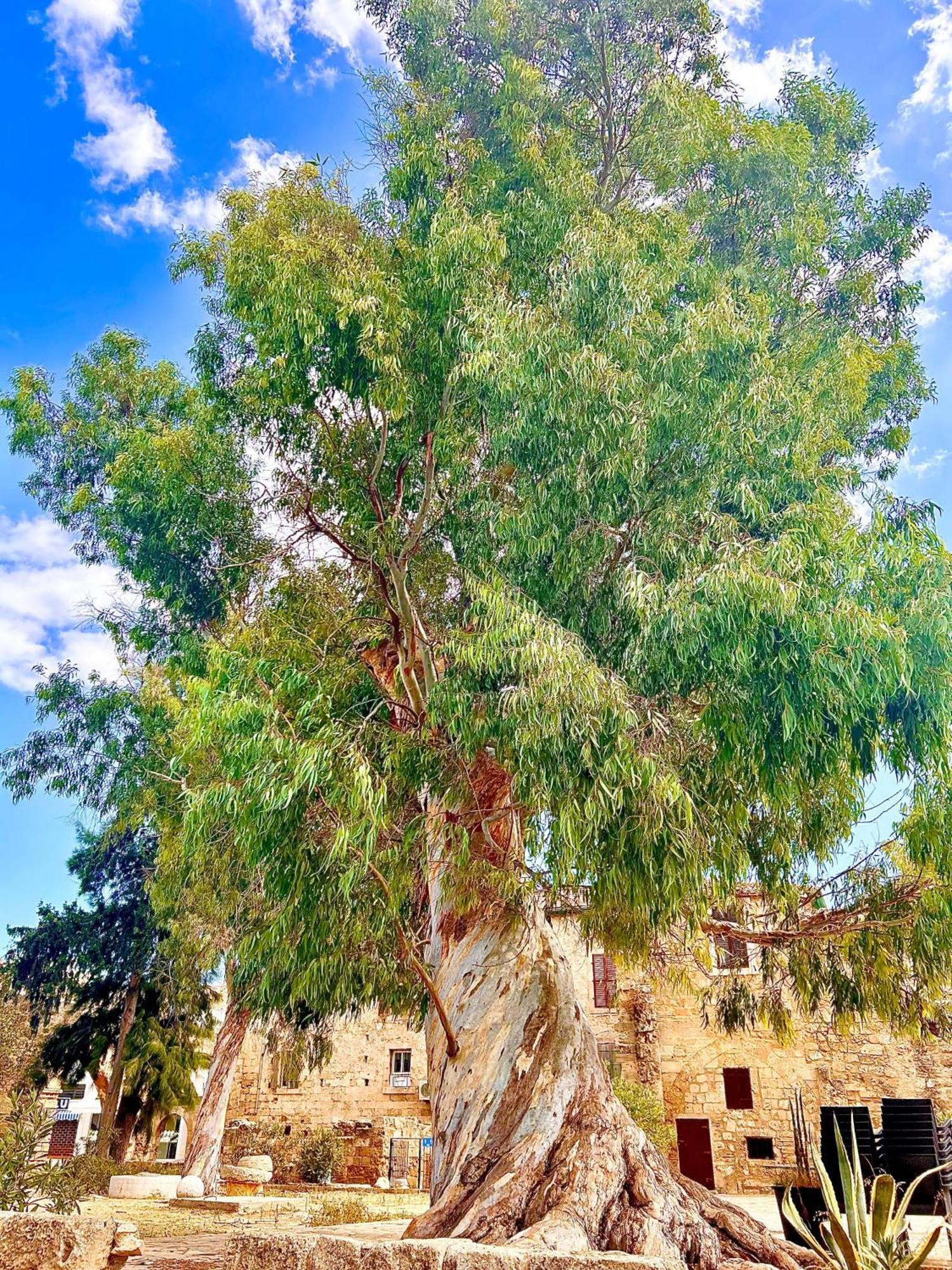 פמגוסטה Royal Goddess Guest House, Walled City מראה חיצוני תמונה